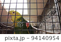 amazon parrot with yellow neck closeup. Tropical bird video 94140954