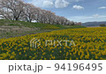 上川河川敷 満開の桜と水仙 長野県諏訪市 94196495