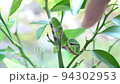 Last-instar larva of black swallowtail 94302953