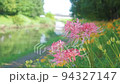Licorice (pink and yellow of cluster amaryllis), autumn plant 94327147