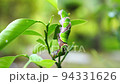 Last instar larvae of black swallowtail eating leaves of tangerine tree 94331626