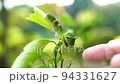 A larva of a black swallowtail that emits its sense of smell when poked 94331627