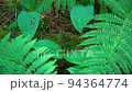 A snail crawls on moss in the forest. Close-up video in FullHD format. 94364774