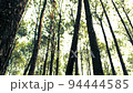 Wide moving shot of forest in Netarhat, Jharkhand in India. 94444585