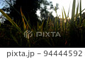 Pan shot of paddy and sunlight. 94444592