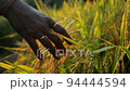 Slowmotion mid close shot of Indian farmer and ripen paddy. 94444594