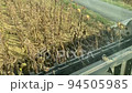 sunflower harvest view from driver cab 94505985