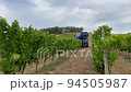 mechanized harvesting grapes on farm in France 94505987