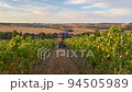 harvesting grapes on farm at sunset 94505989