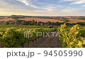 beautiful view harvesting grapes at sunset 94505990