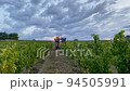 grape harvest at farm in evening 94505991