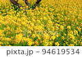 盛開的油菜花〉 盛開的油菜花〉 94619534