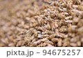 Bees fly and collect honey. The bees are getting ready for winter. Many bees that climb one on one in the evidence. Honey comb. 94675257