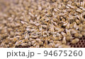 Bees fly and collect honey. The bees are getting ready for winter. Many bees that climb one on one in the evidence. Honey comb. 94675260