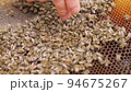 Bees fly and collect honey. The bees are getting ready for winter. Many bees that climb one on one in the evidence. Honey comb. 94675267