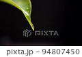 Water drop dew forming on green leaf 94807450