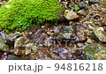 苔と清流大台ヶ原西大台 94816218