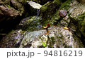 落ち葉の清流西大台にて 94816219
