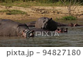 Slow motion of the hippos family, swimming in the waters of Nile, opening mouth. 94827180