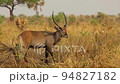 Slow motion of the impala with big tall horns eating grass in African prairie. 94827182