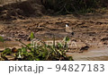 Slow motion of a grey bird with standing in the muddy bank of river NIle. 94827183
