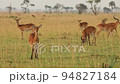 Slow motion of herd of impalas looking at camera in African prairie. 94827184