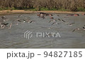 Slow motion of the birds flock flying over waters of the river Nile. 94827185