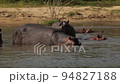 Slow motion of the hippos resting, swimming in the waters of the river Nile. 94827188