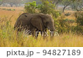 Slow motion of the elephant with cut tusk in African prairie. 94827189