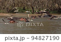 Slow motion of the birds flying over waters Nile, hippos on the background. 94827190