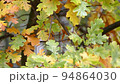 Oak tree leaves wet with rain, yellow green brown oak foliage in early fall, nature background 94864030