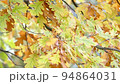 Oak tree yellow leaves on rainy autumn day, natural background 94864031