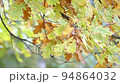 Oak tree branch wet with rain, yellow oak foliage in autumn, seasonal nature background 94864032