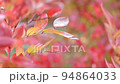 Red foliage in autumn, blueberry plant wet from rain in fall , nature video background 94864033