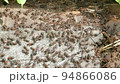 Ants colony chaotic motion, garden ants communicate with each other 94866086