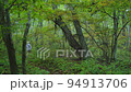 Natural scenery forest bathing Natural scenery forest bathing 94913706