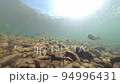 Underwater photography of salmon running upstream 94996431