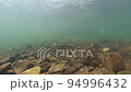 Underwater photography of salmon running upstream 94996432