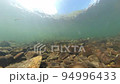 Underwater photography of salmon running upstream 94996433