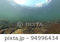 Underwater photography of salmon running upstream 94996434