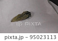 アゲハ蝶 羽化 感動的 アゲハ蝶 羽化 感動的 95023113
