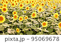 Summer flower Sunflower 95069678