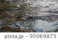 Birds playing in the clear stream 95069873