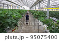 Little Boy is walking in an Indoor Strawberry farm. 95075400