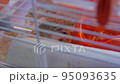 Hamster in a cage eating feed 95093635