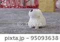 The dog robot childrens toy walks 95093638