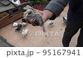 Istanbul, Turkey, 04302022-Man holds 1 month old pigeon 95167941