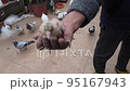 Istanbul, Turkey, 04302022-Man holds 10 day old pigeon 95167943