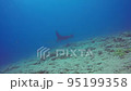 Manta rays swimming gracefully 95199358