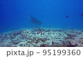 Manta rays swimming gracefully 95199360